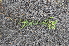  ( - EDNA24-0067020)  @11 [ ] CreativeCommons Attribution NonCommercial ShareAlike (2024) Markus Ruhsam Royal Botanic Garden, Edinburgh