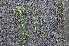  ( - EDNA24-0067020)  @11 [ ] CreativeCommons Attribution NonCommercial ShareAlike (2024) Markus Ruhsam Royal Botanic Garden, Edinburgh
