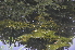  ( - EDNA24-0067021)  @11 [ ] CreativeCommons Attribution NonCommercial ShareAlike (2024) Markus Ruhsam Royal Botanic Garden, Edinburgh