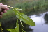  ( - EDNA24-0067021)  @11 [ ] CreativeCommons Attribution NonCommercial ShareAlike (2024) Markus Ruhsam Royal Botanic Garden, Edinburgh