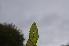  ( - EDNA24-0067021)  @11 [ ] CreativeCommons Attribution NonCommercial ShareAlike (2024) Markus Ruhsam Royal Botanic Garden, Edinburgh