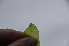  ( - EDNA24-0067021)  @11 [ ] CreativeCommons Attribution NonCommercial ShareAlike (2024) Markus Ruhsam Royal Botanic Garden, Edinburgh
