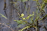  ( - EDNA24-0067024)  @11 [ ] CreativeCommons Attribution NonCommercial ShareAlike (2024) Markus Ruhsam Royal Botanic Garden, Edinburgh