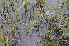  ( - EDNA24-0067024)  @11 [ ] CreativeCommons Attribution NonCommercial ShareAlike (2024) Markus Ruhsam Royal Botanic Garden, Edinburgh