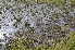  ( - EDNA24-0067024)  @11 [ ] CreativeCommons Attribution NonCommercial ShareAlike (2024) Markus Ruhsam Royal Botanic Garden, Edinburgh