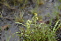  ( - EDNA24-0067024)  @11 [ ] CreativeCommons Attribution NonCommercial ShareAlike (2024) Markus Ruhsam Royal Botanic Garden, Edinburgh