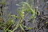  ( - EDNA24-0067024)  @11 [ ] CreativeCommons Attribution NonCommercial ShareAlike (2024) Markus Ruhsam Royal Botanic Garden, Edinburgh