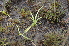  ( - EDNA24-0067024)  @11 [ ] CreativeCommons Attribution NonCommercial ShareAlike (2024) Markus Ruhsam Royal Botanic Garden, Edinburgh