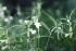  ( - EDNA21-0061109)  @11 [ ] CreativeCommons Attribution NonCommercial ShareAlike (2021) Markus Ruhsam Royal Botanic Garden, Edinburgh