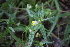  ( - EDNA21-0061109)  @11 [ ] CreativeCommons Attribution NonCommercial ShareAlike (2021) Markus Ruhsam Royal Botanic Garden, Edinburgh