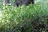  ( - EDNA21-0061109)  @11 [ ] CreativeCommons Attribution NonCommercial ShareAlike (2021) Markus Ruhsam Royal Botanic Garden, Edinburgh
