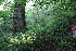  ( - EDNA21-0061109)  @11 [ ] CreativeCommons Attribution NonCommercial ShareAlike (2021) Markus Ruhsam Royal Botanic Garden, Edinburgh