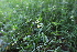  ( - EDNA21-0061109)  @11 [ ] CreativeCommons Attribution NonCommercial ShareAlike (2021) Markus Ruhsam Royal Botanic Garden, Edinburgh
