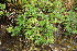  ( - EDNA21-0061111)  @11 [ ] CreativeCommons Attribution NonCommercial ShareAlike (2021) Markus Ruhsam Royal Botanic Garden, Edinburgh