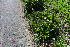 ( - EDNA21-0061115)  @11 [ ] NonCommercial ShareAlike (2023) Markus Ruhsam Royal Botanic Garden Edinburgh