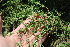  ( - EDNA21-0061115)  @11 [ ] NonCommercial ShareAlike (2023) Markus Ruhsam Royal Botanic Garden Edinburgh