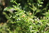  ( - EDNA21-0061115)  @11 [ ] NonCommercial ShareAlike (2023) Markus Ruhsam Royal Botanic Garden Edinburgh