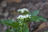  ( - EDNA21-0061118)  @11 [ ] CreativeCommons Attribution NonCommercial ShareAlike (2021) Markus Ruhsam Royal Botanic Garden, Edinburgh