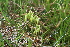  ( - EDNA21-0061143)  @11 [ ] CreativeCommons Attribution NonCommercial ShareAlike (2021) Markus Ruhsam Royal Botanic Garden, Edinburgh
