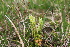  ( - EDNA21-0061143)  @11 [ ] CreativeCommons Attribution NonCommercial ShareAlike (2021) Markus Ruhsam Royal Botanic Garden, Edinburgh