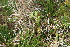  ( - EDNA21-0061143)  @11 [ ] CreativeCommons Attribution NonCommercial ShareAlike (2021) Markus Ruhsam Royal Botanic Garden, Edinburgh