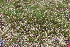 ( - EDNA21-0061143)  @11 [ ] CreativeCommons Attribution NonCommercial ShareAlike (2021) Markus Ruhsam Royal Botanic Garden, Edinburgh