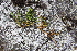  ( - EDNA21-0061143)  @11 [ ] CreativeCommons Attribution NonCommercial ShareAlike (2021) Markus Ruhsam Royal Botanic Garden, Edinburgh