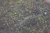  ( - EDNA21-0061124)  @11 [ ] CreativeCommons Attribution NonCommercial ShareAlike (2021) Markus Ruhsam Royal Botanic Garden, Edinburgh