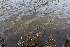  ( - EDNA21-0061124)  @11 [ ] CreativeCommons Attribution NonCommercial ShareAlike (2021) Markus Ruhsam Royal Botanic Garden, Edinburgh