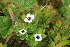  ( - EDNA21-0061126)  @11 [ ] CreativeCommons Attribution NonCommercial ShareAlike (2021) Markus Ruhsam Royal Botanic Garden, Edinburgh
