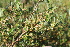  ( - EDNA21-0061129)  @11 [ ] CreativeCommons Attribution NonCommercial ShareAlike (2021) Markus Ruhsam Royal Botanic Garden, Edinburgh