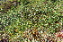  ( - EDNA21-0061129)  @11 [ ] CreativeCommons Attribution NonCommercial ShareAlike (2021) Markus Ruhsam Royal Botanic Garden, Edinburgh