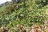  ( - EDNA21-0061129)  @11 [ ] CreativeCommons Attribution NonCommercial ShareAlike (2021) Markus Ruhsam Royal Botanic Garden, Edinburgh