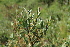  ( - EDNA21-0061129)  @11 [ ] CreativeCommons Attribution NonCommercial ShareAlike (2021) Markus Ruhsam Royal Botanic Garden, Edinburgh