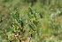  ( - EDNA21-0061129)  @11 [ ] CreativeCommons Attribution NonCommercial ShareAlike (2021) Markus Ruhsam Royal Botanic Garden, Edinburgh