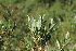  ( - EDNA21-0061129)  @11 [ ] CreativeCommons Attribution NonCommercial ShareAlike (2021) Markus Ruhsam Royal Botanic Garden, Edinburgh