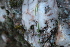  ( - EDNA21-0061136)  @11 [ ] CreativeCommons Attribution NonCommercial ShareAlike (2021) Markus Ruhsam Royal Botanic Garden, Edinburgh