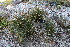  ( - EDNA21-0061136)  @11 [ ] CreativeCommons Attribution NonCommercial ShareAlike (2021) Markus Ruhsam Royal Botanic Garden, Edinburgh