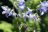  ( - EDNA21-0061137)  @11 [ ] CreativeCommons Attribution NonCommercial ShareAlike (2021) Markus Ruhsam Royal Botanic Garden, Edinburgh
