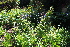  ( - EDNA21-0061137)  @11 [ ] CreativeCommons Attribution NonCommercial ShareAlike (2021) Markus Ruhsam Royal Botanic Garden, Edinburgh