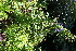  ( - EDNA21-0061137)  @11 [ ] CreativeCommons Attribution NonCommercial ShareAlike (2021) Markus Ruhsam Royal Botanic Garden, Edinburgh