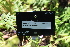  ( - EDNA21-0061137)  @11 [ ] CreativeCommons Attribution NonCommercial ShareAlike (2021) Markus Ruhsam Royal Botanic Garden, Edinburgh