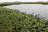  ( - EDNA21-0061440)  @11 [ ] CreativeCommons Attribution NonCommercial ShareAlike (2021) Markus Ruhsam Royal Botanic Garden, Edinburgh
