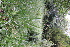  ( - EDNA21-0061428)  @11 [ ] CreativeCommons Attribution NonCommercial ShareAlike (2021) Markus Ruhsam Royal Botanic Garden, Edinburgh