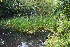  ( - EDNA21-0061428)  @11 [ ] CreativeCommons Attribution NonCommercial ShareAlike (2021) Markus Ruhsam Royal Botanic Garden, Edinburgh