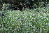  ( - EDNA21-0061428)  @11 [ ] CreativeCommons Attribution NonCommercial ShareAlike (2021) Markus Ruhsam Royal Botanic Garden, Edinburgh