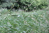  ( - EDNA21-0061428)  @11 [ ] CreativeCommons Attribution NonCommercial ShareAlike (2021) Markus Ruhsam Royal Botanic Garden, Edinburgh