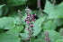  ( - EDNA21-0061429)  @11 [ ] CreativeCommons Attribution NonCommercial ShareAlike (2021) Markus Ruhsam Royal Botanic Garden, Edinburgh