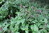  ( - EDNA21-0061429)  @11 [ ] CreativeCommons Attribution NonCommercial ShareAlike (2021) Markus Ruhsam Royal Botanic Garden, Edinburgh