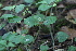  ( - EDNA21-0061432)  @11 [ ] CreativeCommons Attribution NonCommercial ShareAlike (2021) Markus Ruhsam Royal Botanic Garden, Edinburgh